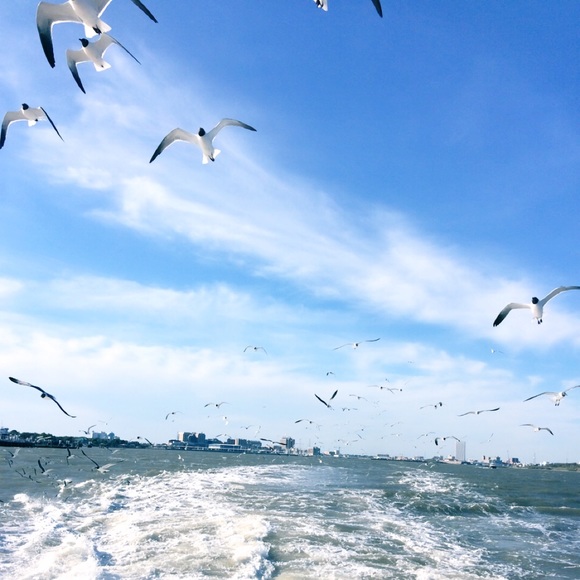 Meet your Posher, Priscilla - Picture 1 of 1